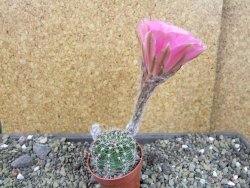 Echinopsis hybrid pot 5,5 cm - 12404930
