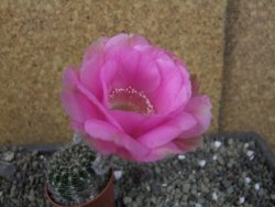 Echinopsis hybrid pot 5,5 cm - 12404931