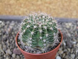 Echinopsis hybrid pot 5,5 cm - 12404932