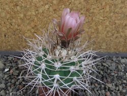 Gymnocalycium mazanense polycephalum VS 46 Cuipan, pot 5,5 cm - 12404948