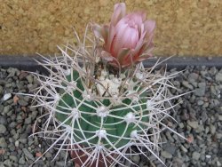 Gymnocalycium mazanense polycephalum VS 46 Cuipan, pot 5,5 cm - 12404949