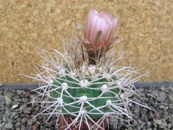 Gymnocalycium mazanense polycephalum VS 46 Cuipan, pot 5,5 cm