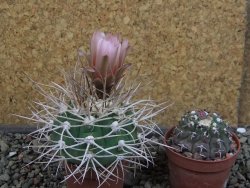 Gymnocalycium mazanense polycephalum VS 46 Cuipan, pot 5,5 cm - 12404951