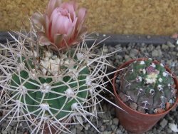 Gymnocalycium mazanense polycephalum VS 46 Cuipan, pot 5,5 cm - 12404952