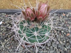 Gymnocalycium mazanense polycephalum VS 46 Cuipan, pot 5,5 cm - 12404953