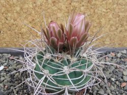Gymnocalycium mazanense polycephalum VS 46 Cuipan, pot 5,5 cm - 12404954