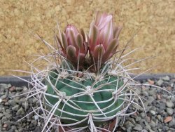 Gymnocalycium mazanense polycephalum VS 46 Cuipan, pot 5,5 cm