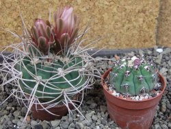 Gymnocalycium mazanense polycephalum VS 46 Cuipan, pot 5,5 cm - 12404956