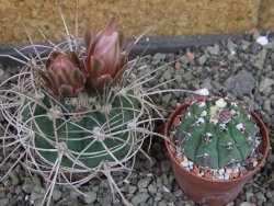 Gymnocalycium mazanense polycephalum VS 46 Cuipan, pot 5,5 cm - 12404957