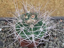 Gymnocalycium mazanense polycephalum VS 46 Cuipan, pot 5,5 cm - 12404958