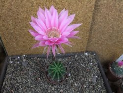 Echinopsis hybrid pot 7 cm - 12404996