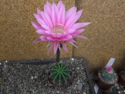 Echinopsis hybrid pot 7 cm - 12404997