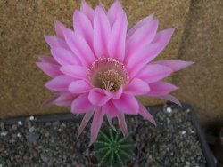 Echinopsis hybrid pot 7 cm