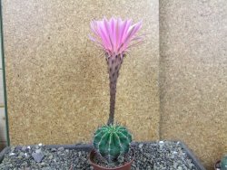 Echinopsis hybrid pot 7 cm - 12404999