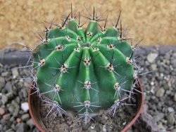 Echinopsis hybrid pot 7 cm - 12405000