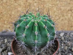 Echinopsis hybrid pot 7 cm - 12405001