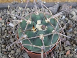 Gymnocalycium armatum LH1431 Pajcho centro, Tarija, pot 5,5 cm - 12405024