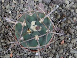 Gymnocalycium armatum LH1431 Pajcho centro, Tarija, pot 5,5 cm - 12405026