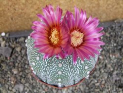 Astrophytum  asterias X oibo červený květ, akabana,XXL  pot 9 cm - 12405041