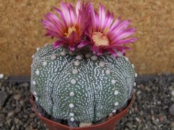 Astrophytum  asterias X oibo červený květ, akabana,XXL  pot 9 cm