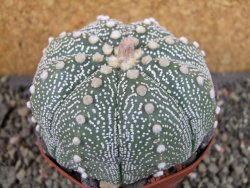 Astrophytum  asterias X oibo červený květ, akabana,XXL  pot 9 cm - 12405043