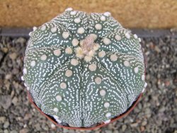 Astrophytum  asterias X oibo červený květ, akabana,XXL  pot 9 cm - 12405044