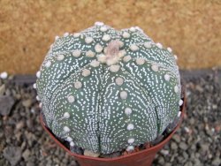 Astrophytum  asterias X oibo červený květ, akabana,XXL  pot 9 cm - 12405045