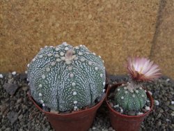 Astrophytum  asterias X oibo červený květ, akabana,XXL  pot 9 cm - 12405046