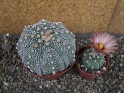 Astrophytum  asterias X oibo červený květ, akabana,XXL  pot 9 cm - 12405047