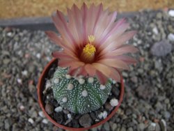 Astrophytum  asterias X oibo red flower, akabana, pot 5,5 cm - 12405062