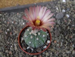 Astrophytum  asterias X oibo red flower, akabana, pot 5,5 cm - 12405063