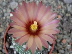 Astrophytum  asterias X oibo red flower, akabana, pot 5,5 cm