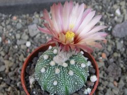 Astrophytum  asterias X oibo red flower, akabana, pot 5,5 cm - 12405065