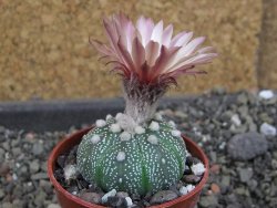Astrophytum  asterias X oibo red flower, akabana, pot 5,5 cm - 12405066