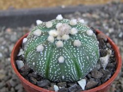 Astrophytum  asterias X oibo red flower, akabana, pot 5,5 cm - 12405067