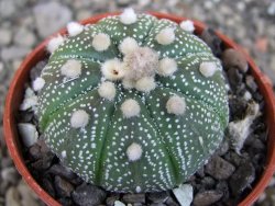 Astrophytum  asterias X oibo red flower, akabana, pot 5,5 cm - 12405068