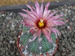 Astrophytum  capricorne X oibo červený květ, akabana,  pot 5,5 cm