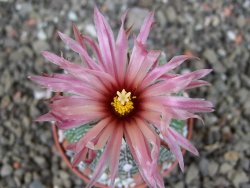 Astrophytum  capricorne X oibo červený květ, akabana,  pot 5,5 cm - 12405070