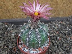 Astrophytum  capricorne X oibo červený květ, akabana,  pot 5,5 cm - 12405071