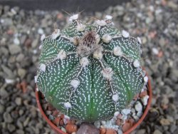 Astrophytum  capricorne X oibo červený květ, akabana,  pot 5,5 cm - 12405072