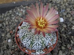 Astrophytum  Super Kabuto X red červený květ, akabana,  pot 5,5 cm