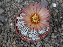 Astrophytum  Super Kabuto X red červený květ, akabana,  pot 5,5 cm - 12405078