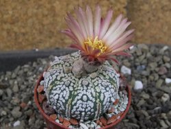 Astrophytum  Super Kabuto X red červený květ, akabana,  pot 5,5 cm - 12405079