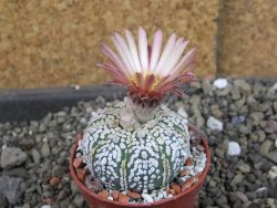Astrophytum  Super Kabuto X red červený květ, akabana,  pot 5,5 cm - 12405080