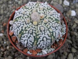 Astrophytum  Super Kabuto X red červený květ, akabana,  pot 5,5 cm - 12405081