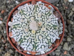 Astrophytum  Super Kabuto X red červený květ, akabana,  pot 5,5 cm - 12405082