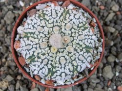 Astrophytum  Super Kabuto X red červený květ, akabana,  pot 5,5 cm - 12405083