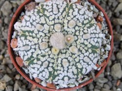 Astrophytum  Super Kabuto X red červený květ, akabana,  pot 5,5 cm - 12405084
