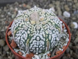 Astrophytum  Super Kabuto X red červený květ, akabana,  pot 5,5 cm - 12405085
