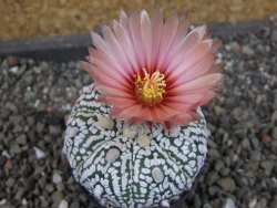 Astrophytum  Super Kabuto X red červený květ, akabana,  pot 5,5 cm - 12405086